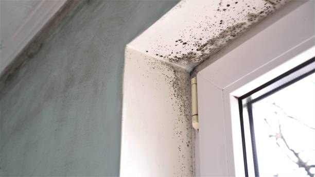 Best Home Mold Removal  in Crane, MO