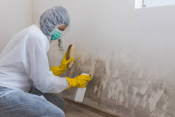 Best Emergency Mold Removal  in Crane, MO