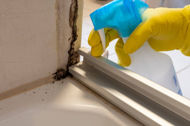 Best Mold Remediation Services  in Crane, MO