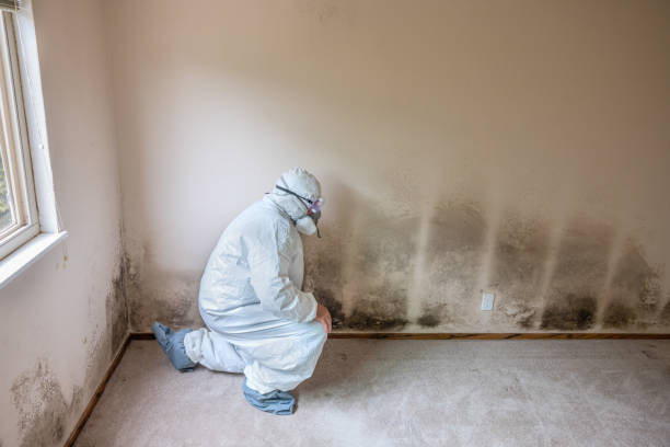Best Commercial Mold Removal  in Crane, MO