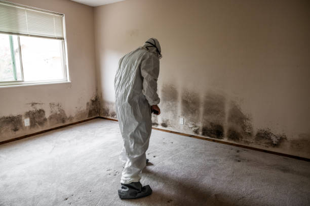 Best Attic Mold Removal  in Crane, MO