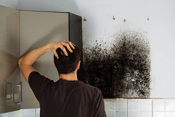 Mold Removal and Inspection in Crane, MO