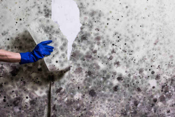 Mold Removal and Inspection in Crane, MO