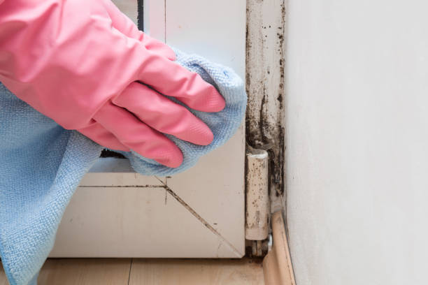 Best Office Mold Removal Services  in Crane, MO