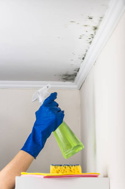 Best Mold Removal Company Near Me  in Crane, MO